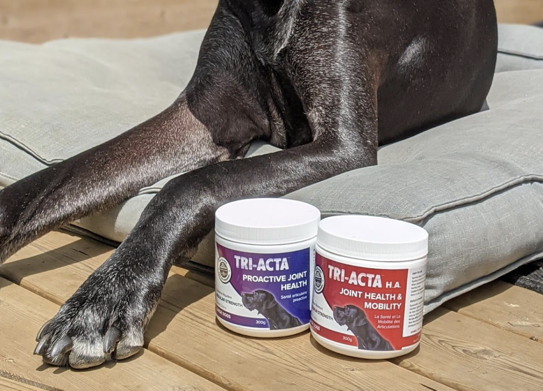 Best joint supplement for great danes hotsell